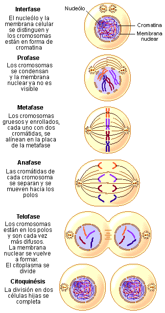 meiosis and mitosis. División celular autosómica.